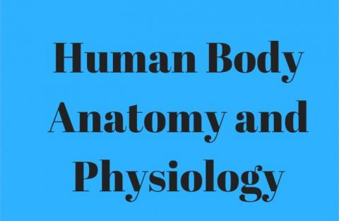 Overview Human Body Anatomy and Physiology