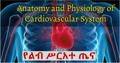 Cardiovascular System (Anatomy and Physiology )